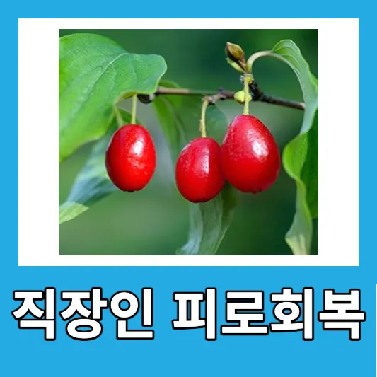 직장인 피로회복 산수유