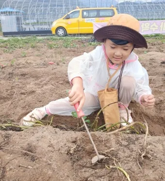 고구마캐는시기 딱 3가지 신호만 보세요 보관법까지 총정리로_22
