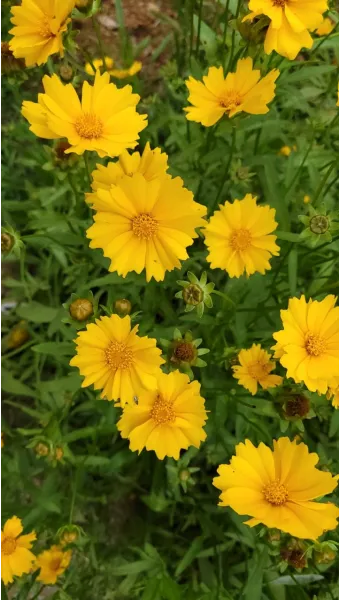 함안 악양생태공원 금계국 개화 시기와 사진 촬영 팁_13