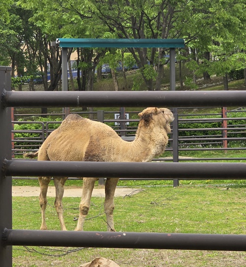 과천서울대공원동물원낙타