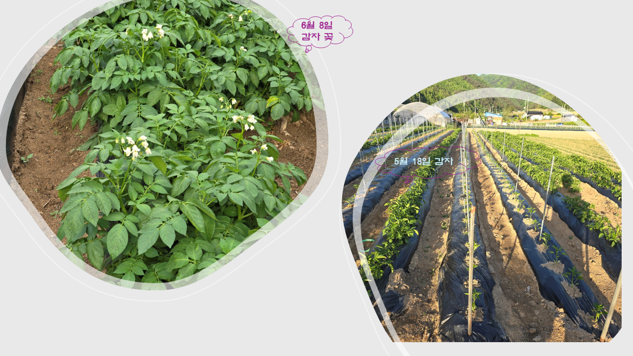 감자 성장 비교