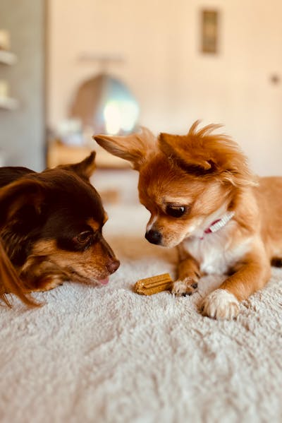 반려견 분리불안 해결법