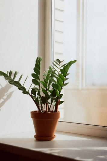 금전수 돈나무 키우기 물주기 가지치기