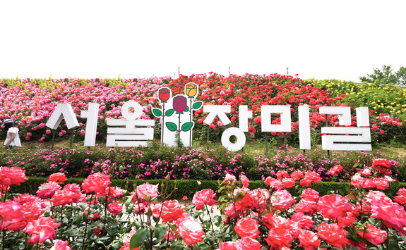 2025 중랑 서울장미축제