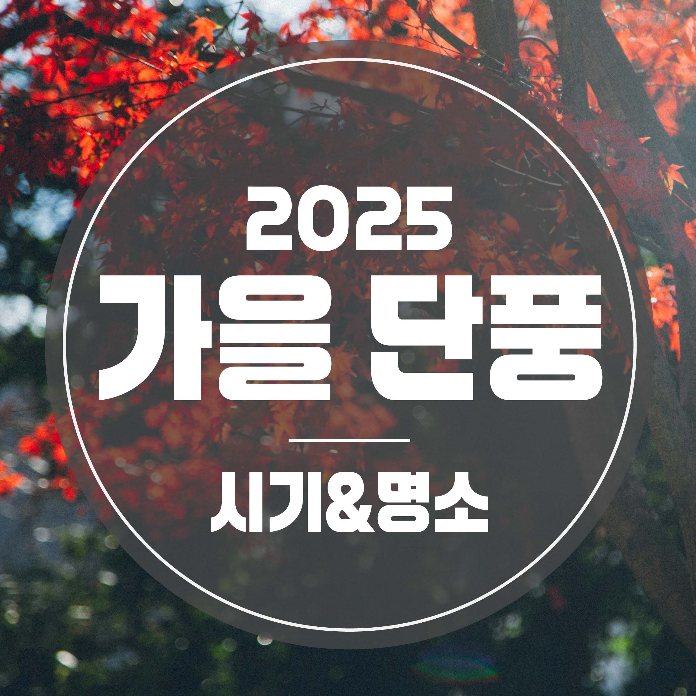 2025년 가을 단풍시기 와 명소 총정리