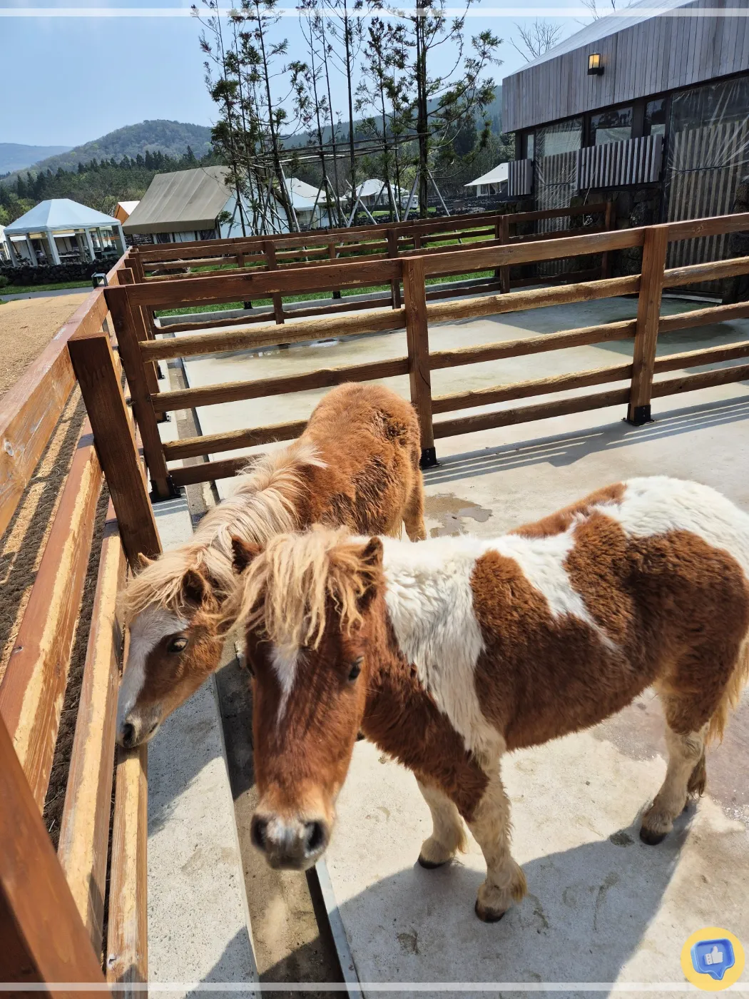 제주-글램핑-숙소-스타빌-액티비티-총정리-별자리-낚시-어질리티-페달카트-여행