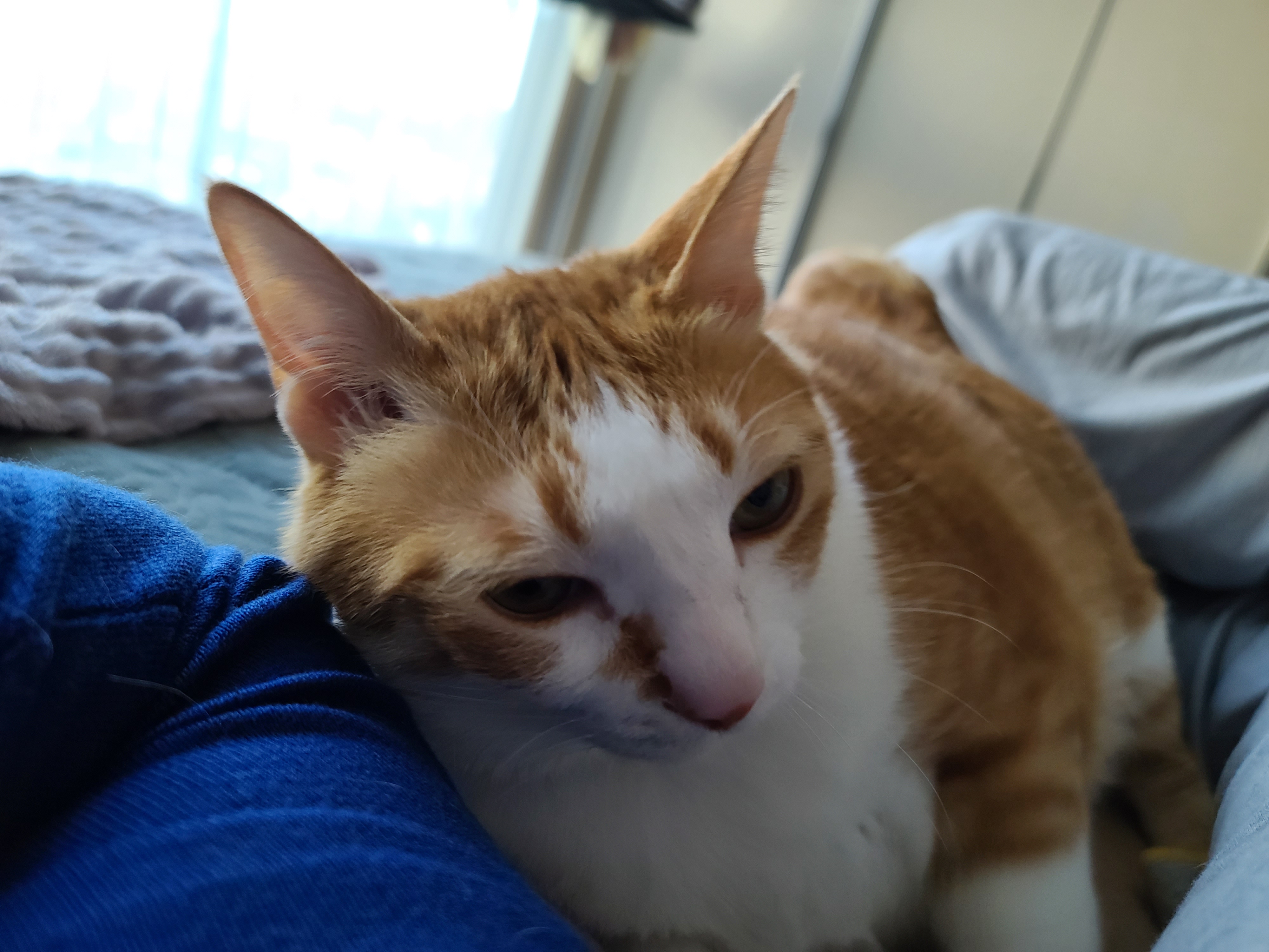 이른 아침 아홉냥이네의 고양이들. 집사가 눈을 떴을때 볼수 있는 사랑스런 고양이들.