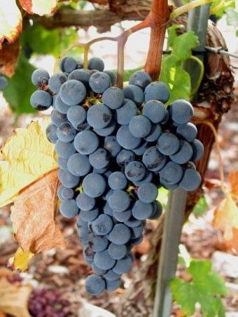 메를로(Merlot)
