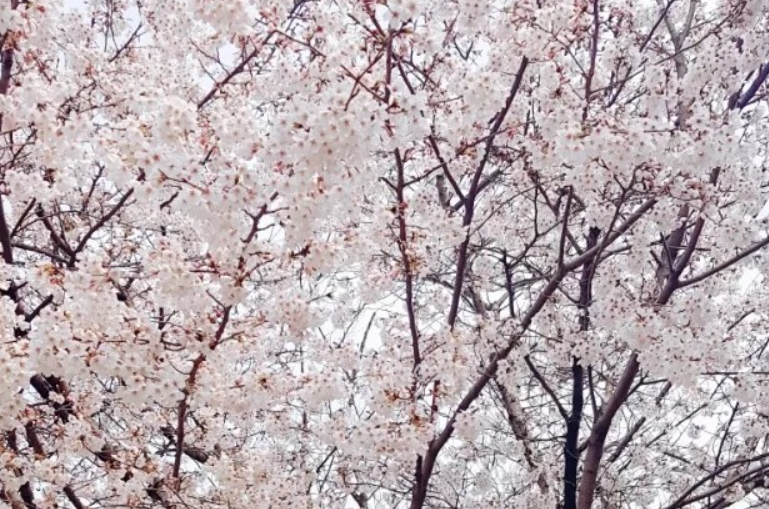 전주-벚꽃-명소