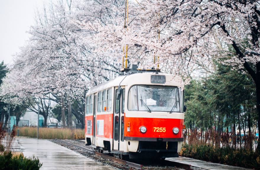 화랑대철도공원 벚꽃 명소
