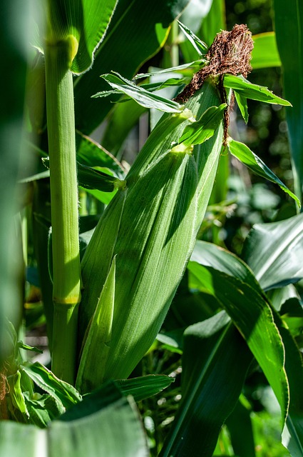 옥수수 모종
