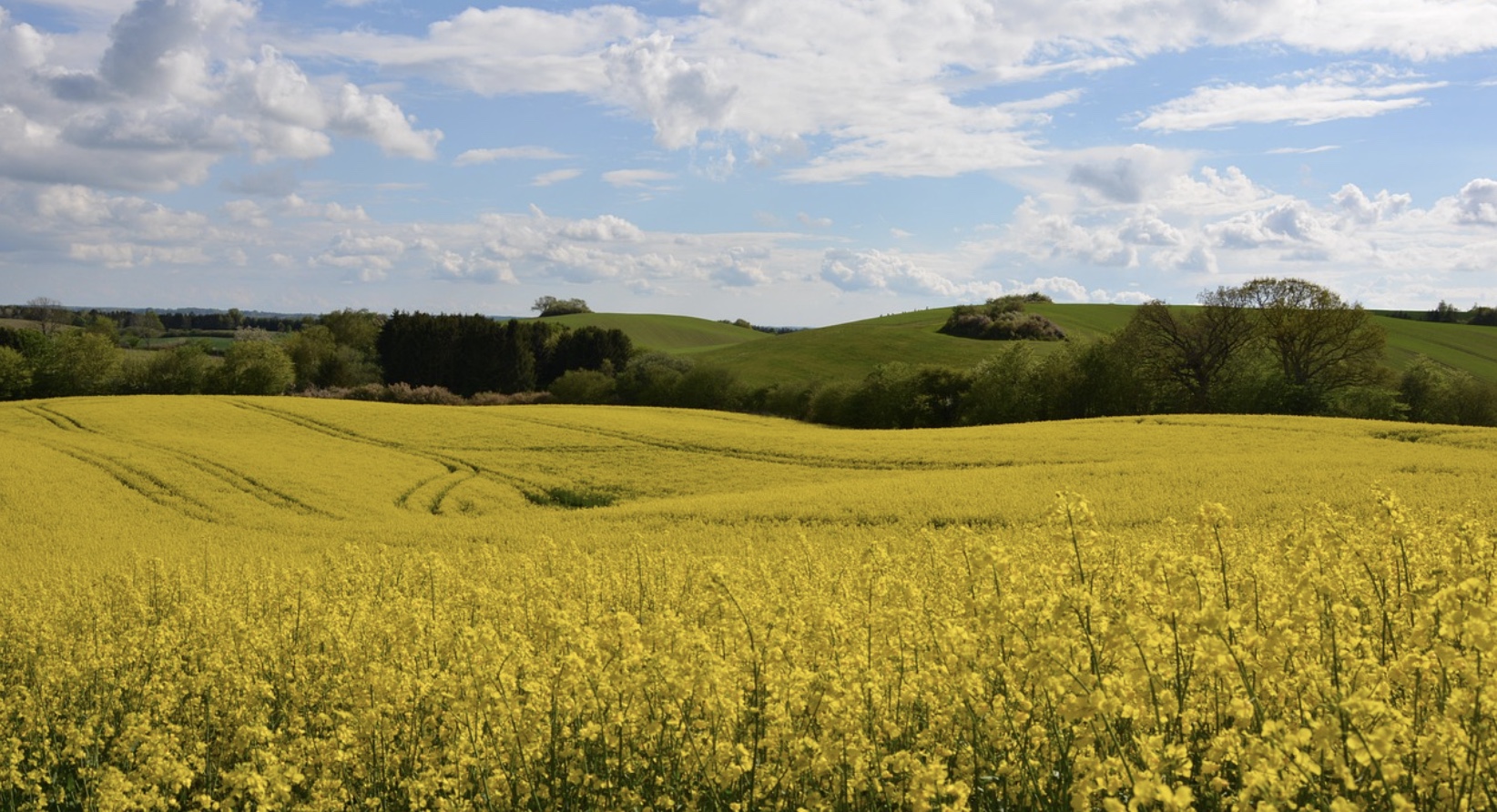 청산도 유채꽃 관련사진