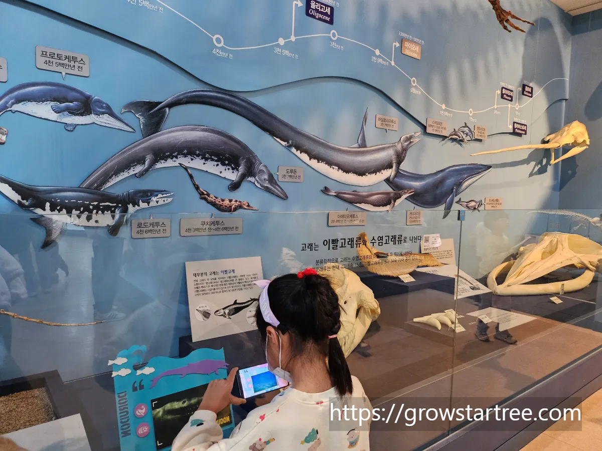 서대문자연사박물관 다양한 고래 모습