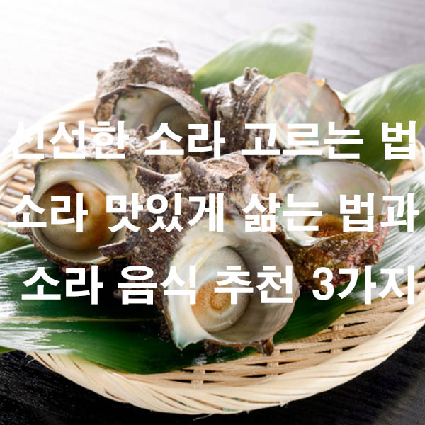 신선한 소라 고르는 법 소라 맛있게 삶는 법과 소라 음식 추천 3가지