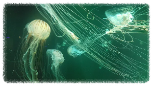 아쿠아플라넷 여수