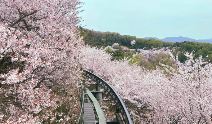 화담숲 예약 &amp; 방문 가이드 ❘ 봄 벚꽃부터 가을 단풍까지 완벽 정리