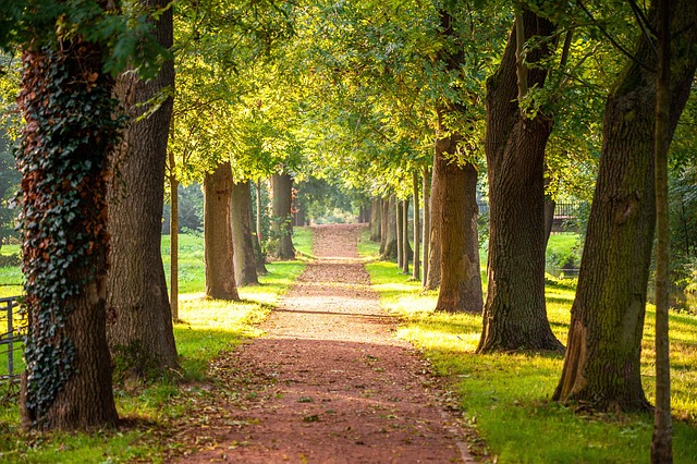 나무 사이로 길이 뻗어 있는 사진