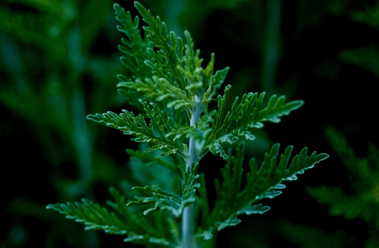 전통 천연 염료 만들기 : 쑥을 이용한 천연 염료 추출