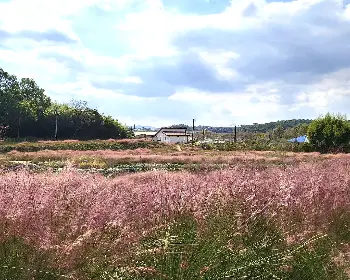 고창 핑크뮬리 축제_14