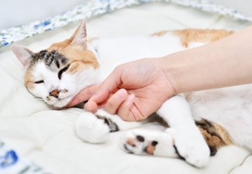 고양이를 쓰다듬어 주다.