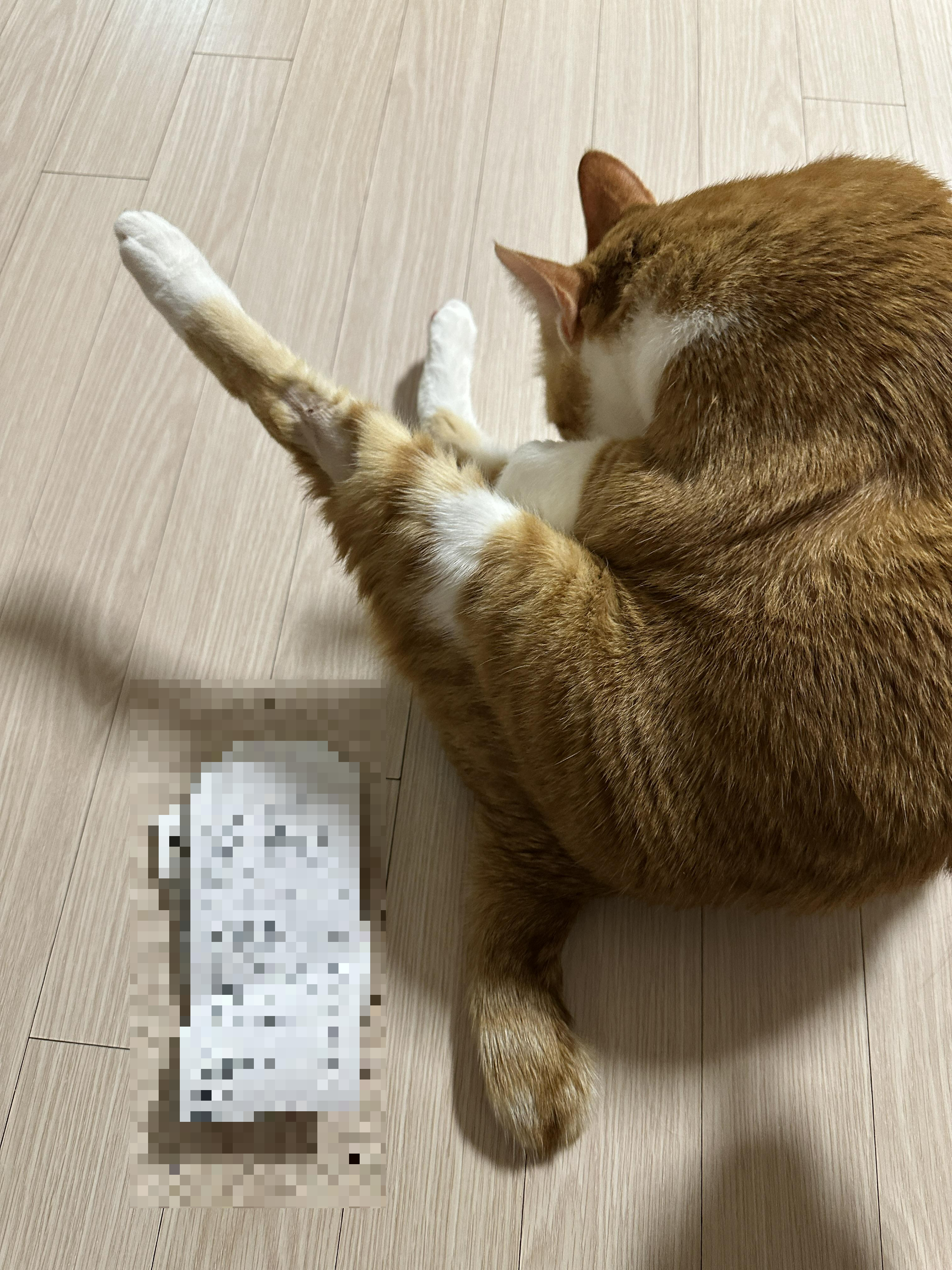 집에서_그루밍하는_호야