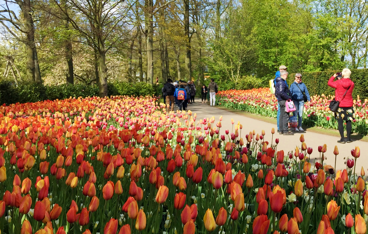 네덜란드-큐켄호프-꽃축제