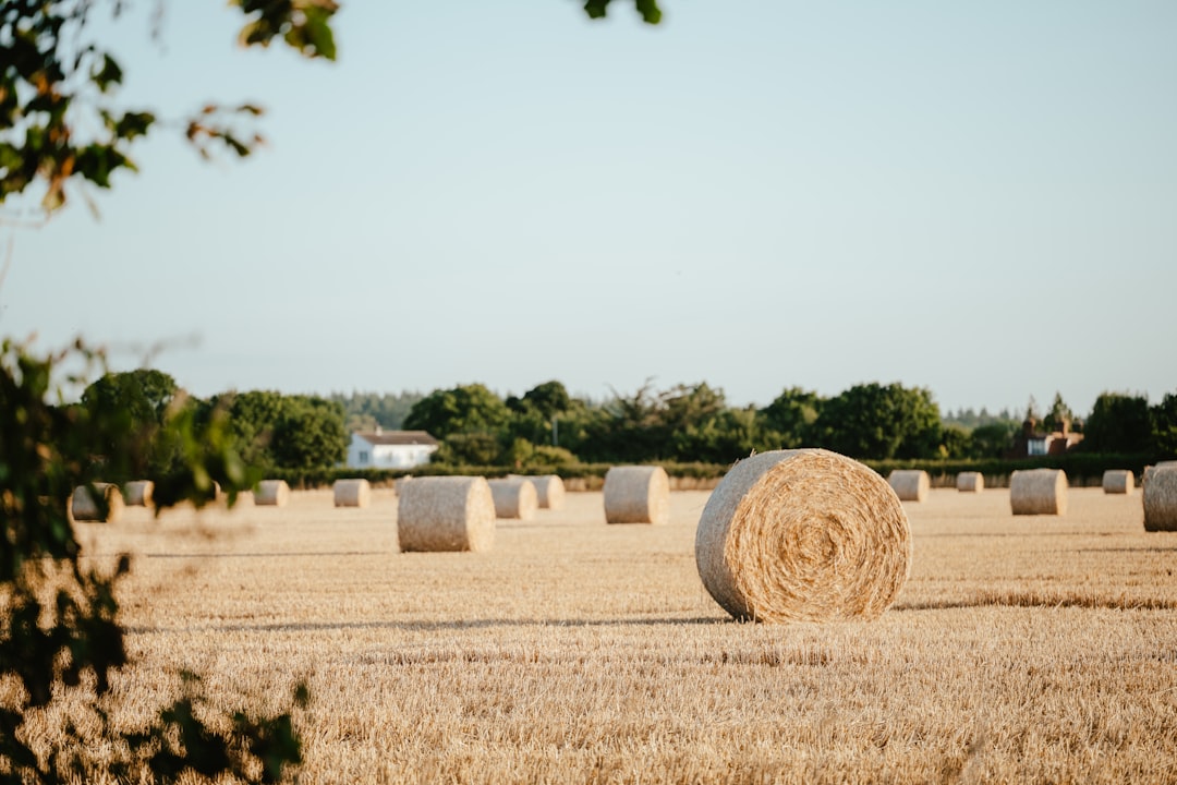 Harvest.