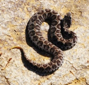 한눈에-딱봐도-독사처럼-생긴-무서운-뱀