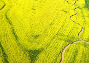 5월 강추 꽃 축제