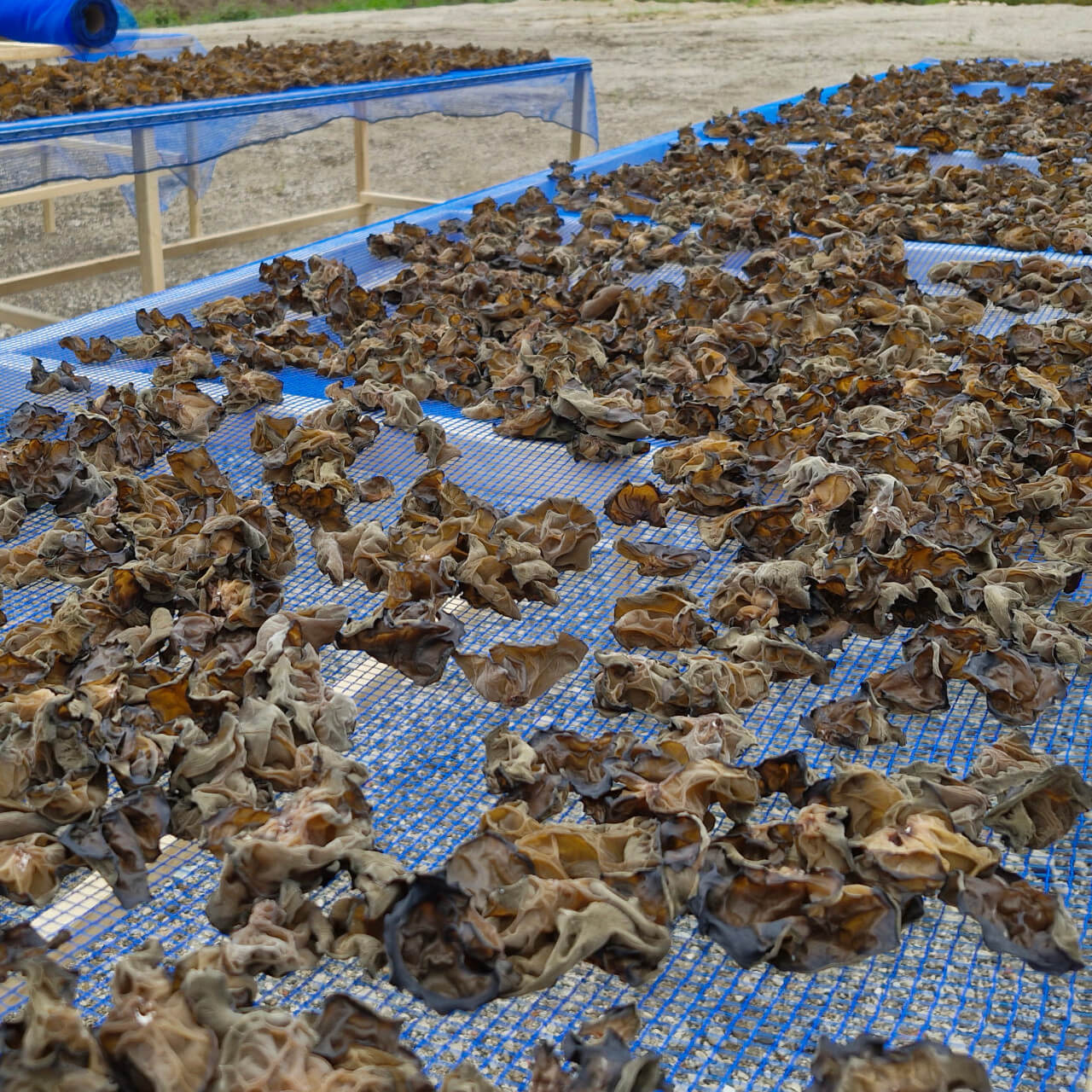 오늘N 이맛에 산다 전북 김제 긍정농부차씨 농산물 주문방법 오늘N 2501회