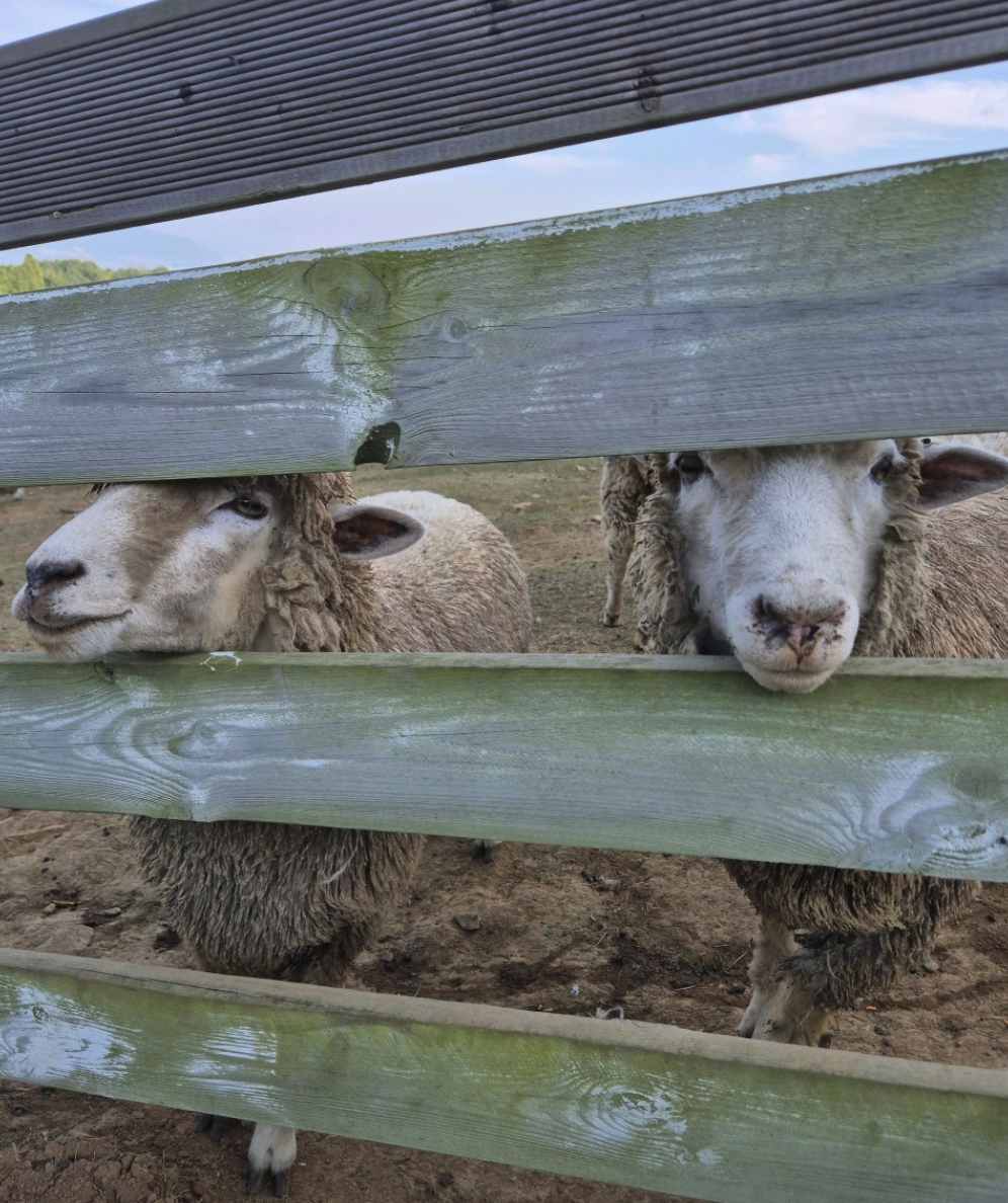 6시 내고향 남해양떼목장 양모리학교 산양유 체험