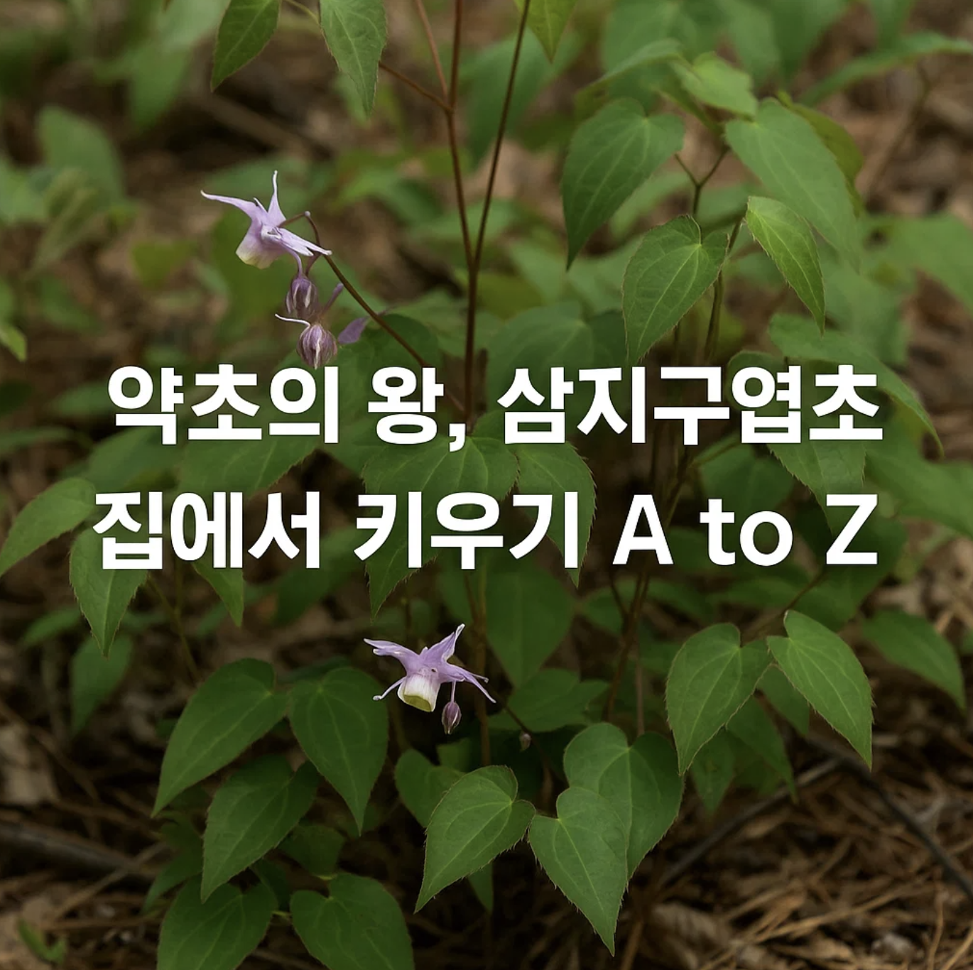 약초의 왕, 삼지구엽초 집에서 키우기 A to Z