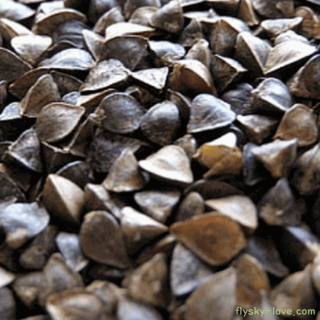 흑메밀, 쓴메밀