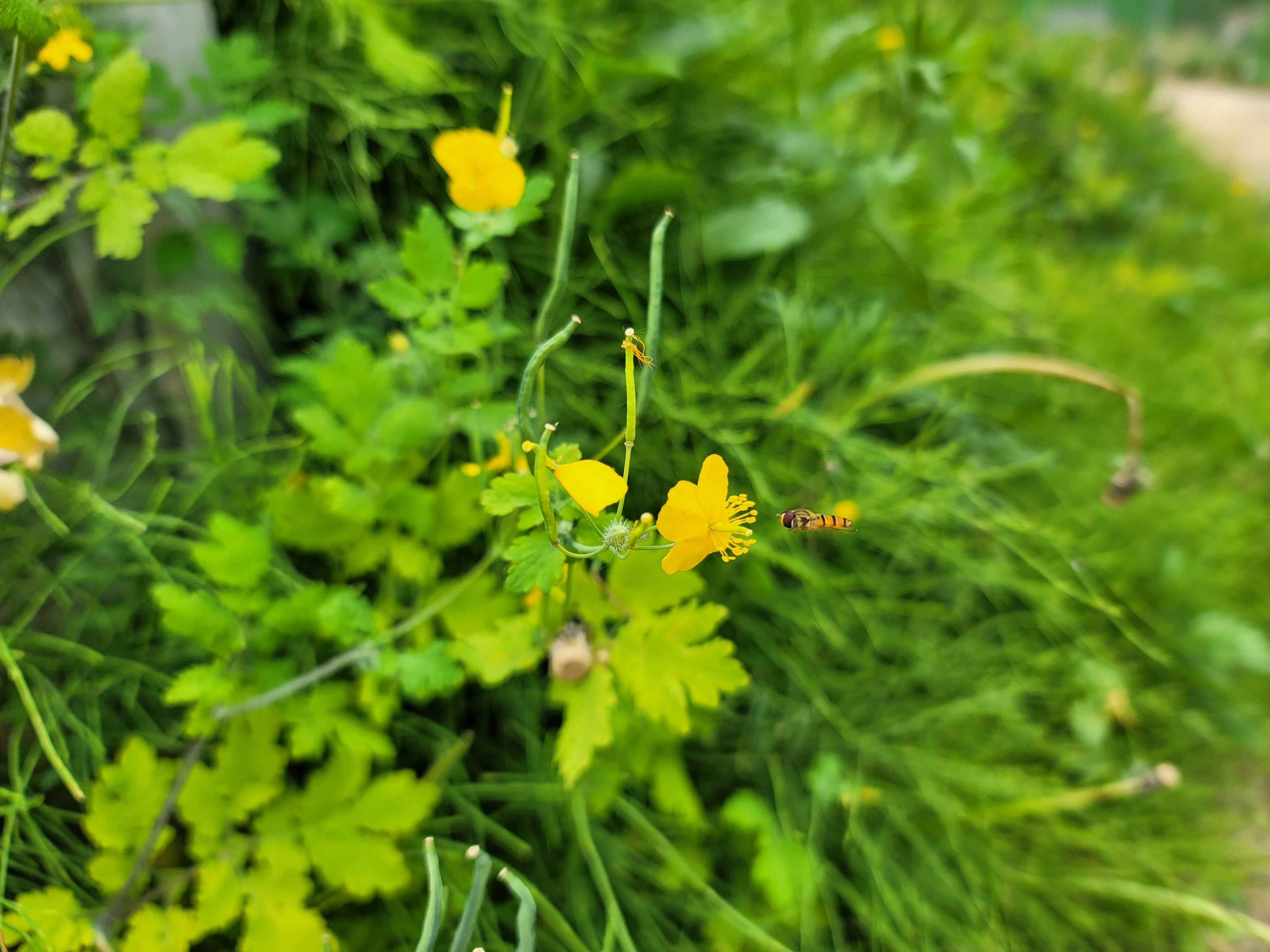 순박해 보이는 애기똥풀이지만 효과는 강하다