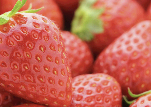 딸기 펙틴 모습