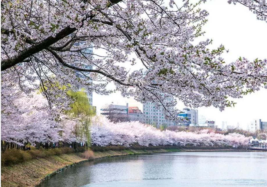 2025 전국 벚꽃 명소 서울부터 제주까지 추천