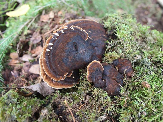 상황버섯 항염증 효과