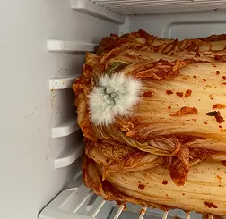김치냉장고-김치위에-곰팡이