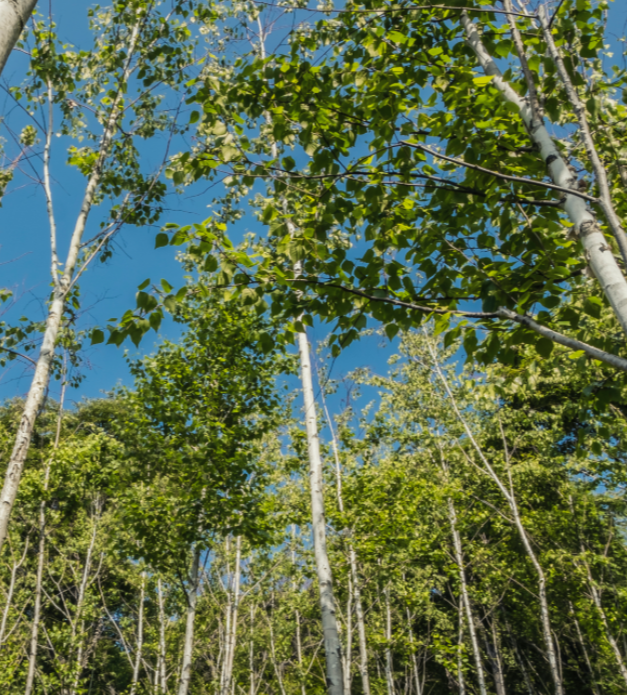 화담숲 모노레일 이용 정보