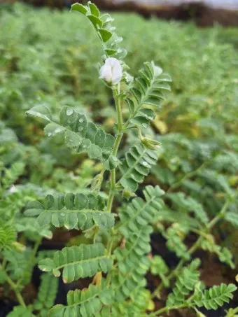 병아리콩 재배 따뜻한 흙 파종 관리 물 절약_4