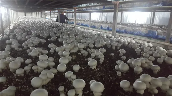 양송이버섯 재배 배지 준비 온도 습도 수확 정리_9