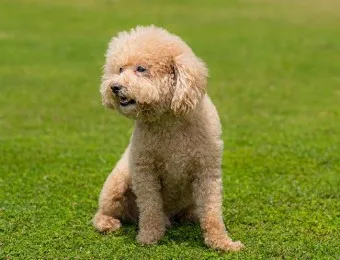 푸들 종류 토이푸들 실버투들 분양 가격 성격_17