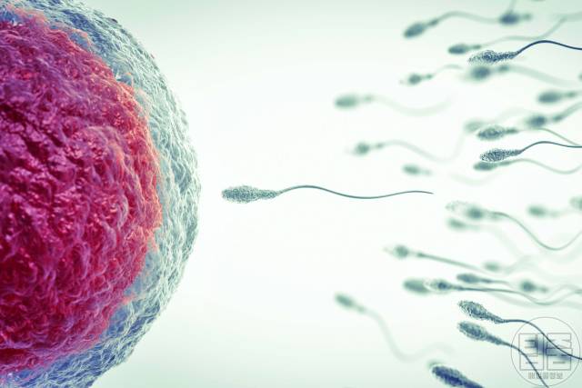 호두 효능 정자 활동,호두 하루 섭취량