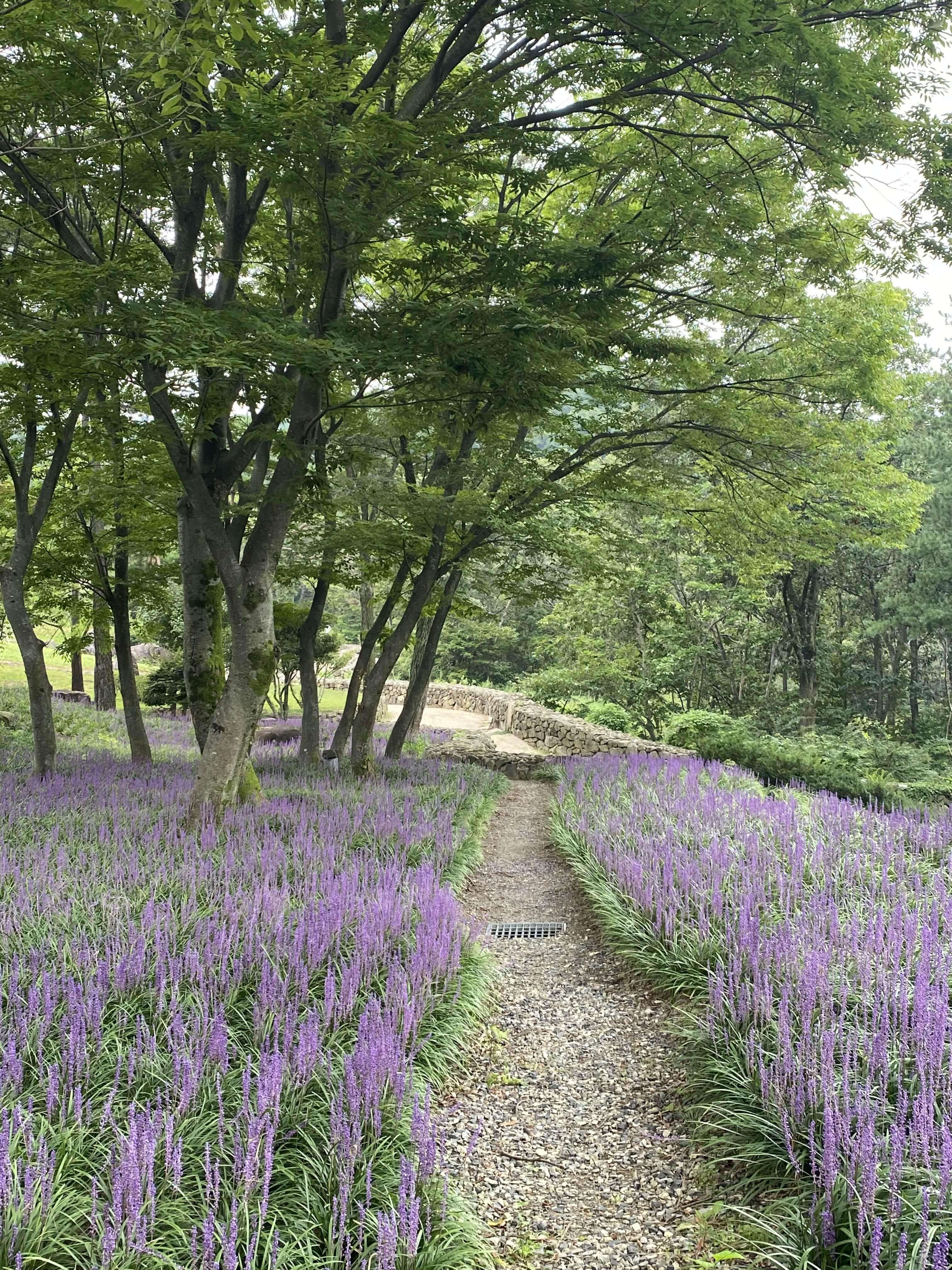 가산수피아-맥문동