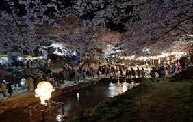 궁거랑 벚꽃축제 기본일정과 프로그램 및 초대가수 소개 (요요미 출연)