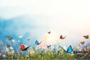 함평나비축제 예매 입장료 기간