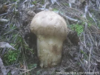 송이버섯 채취시기가격 정보를 확인_9