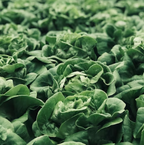 지방간에 좋은 음식 10 영양제 식단