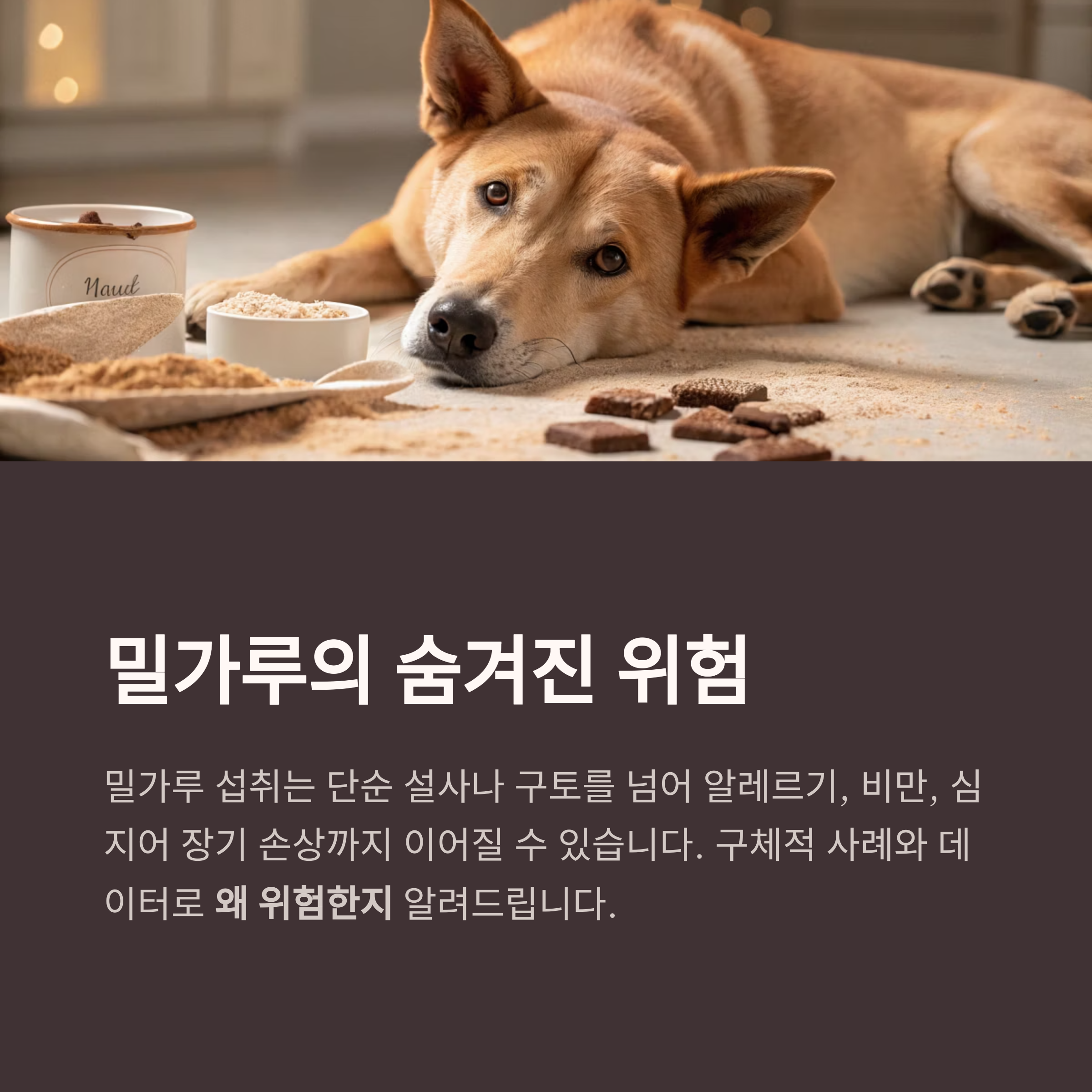 밀가루의 숨겨진 위험