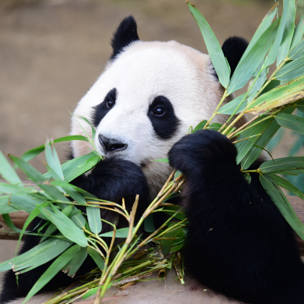 신한은행 푸바오 적금 챌린지 